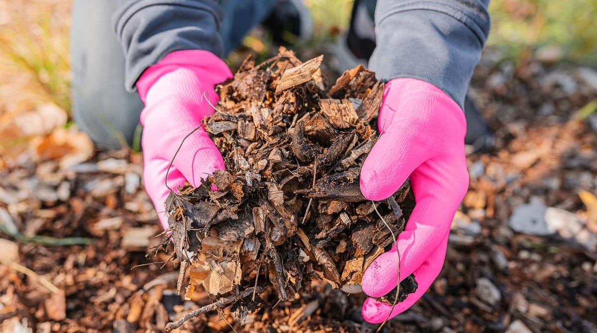 Plant biomass resources