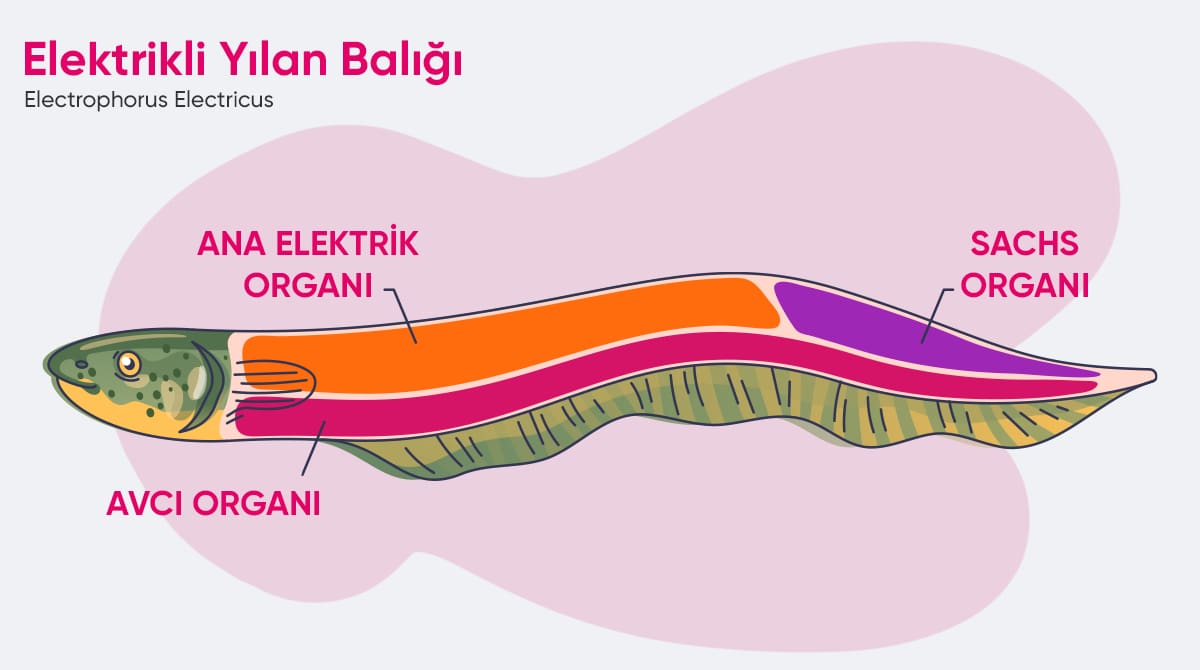 elektirkli yılan balığı yapısı ve organları