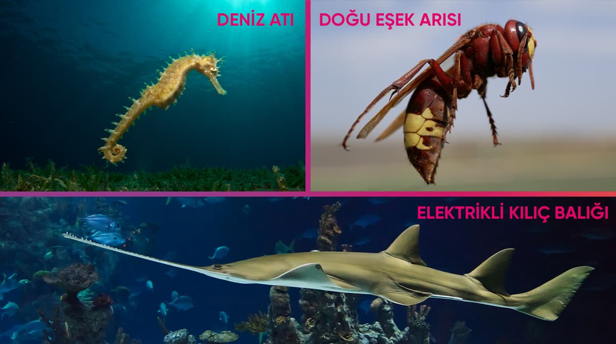 Elektrik Üretebilen Başka Canlılar da Var mı? 