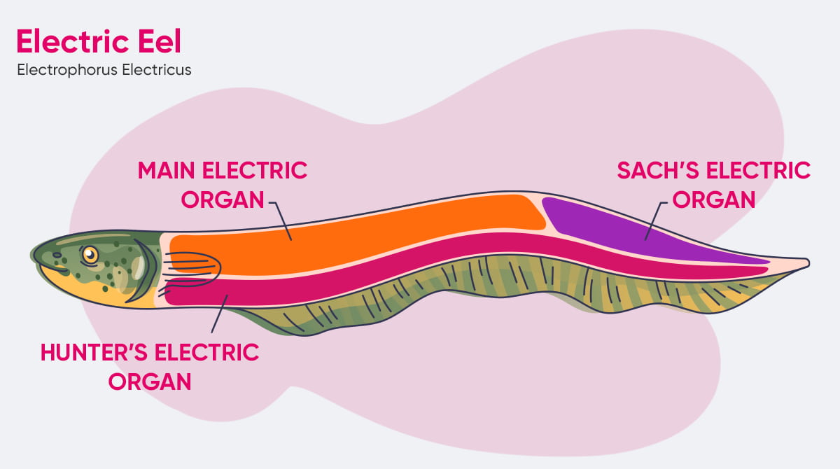 electric eel structure & organs