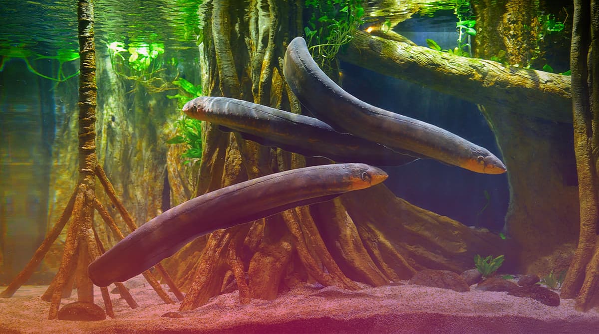 Characteristics of the Electric Eel