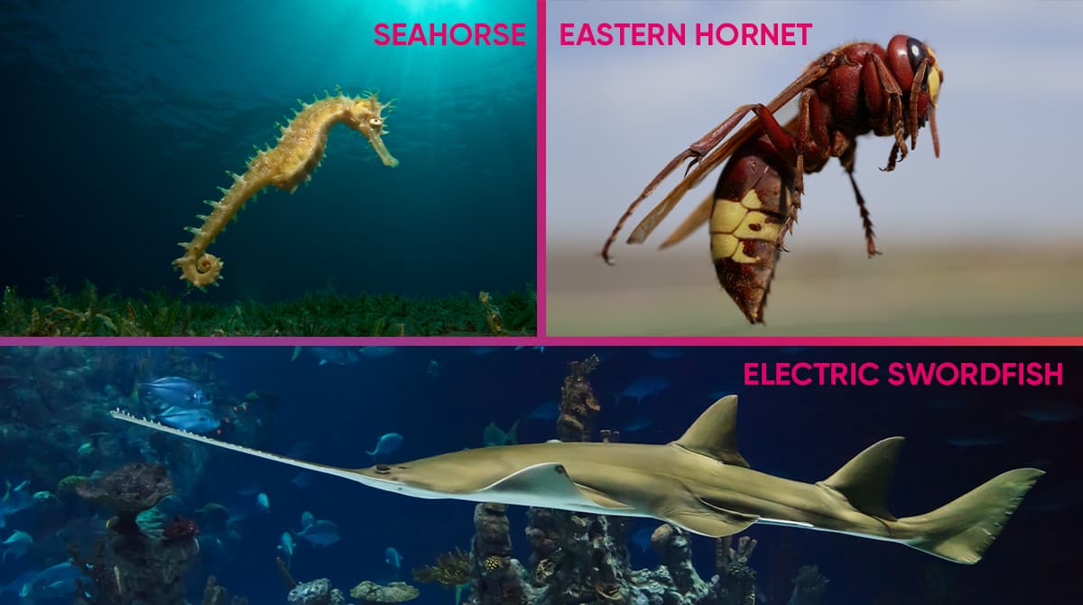 Other Creatures That Can Generate Electricity