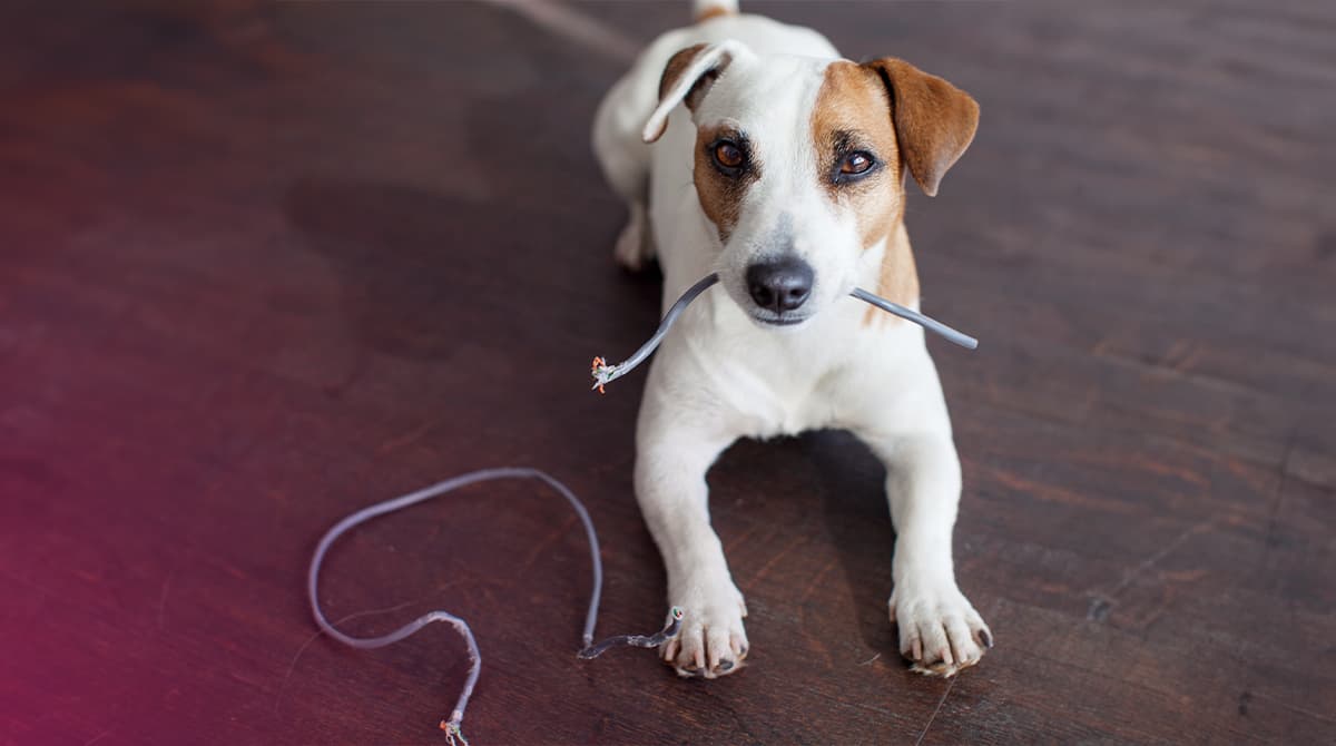 Electricity Safety for Pets
