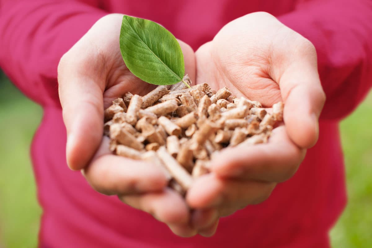 What is Bioenergy? How to Get Energy from Biomass 