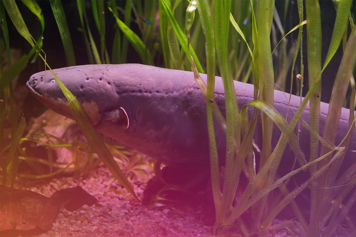 How Electric Eels Generate Electricity?